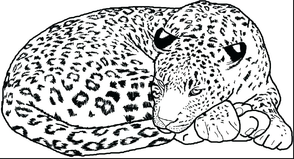 1024x556 Snow Leopard Coloring Pages Baby Leopard Coloring Pages Page Of 6