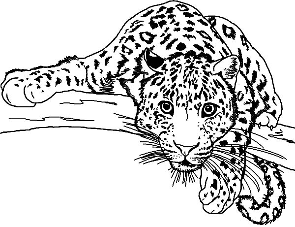 600x461 Snow Leopard Coloring Sheet