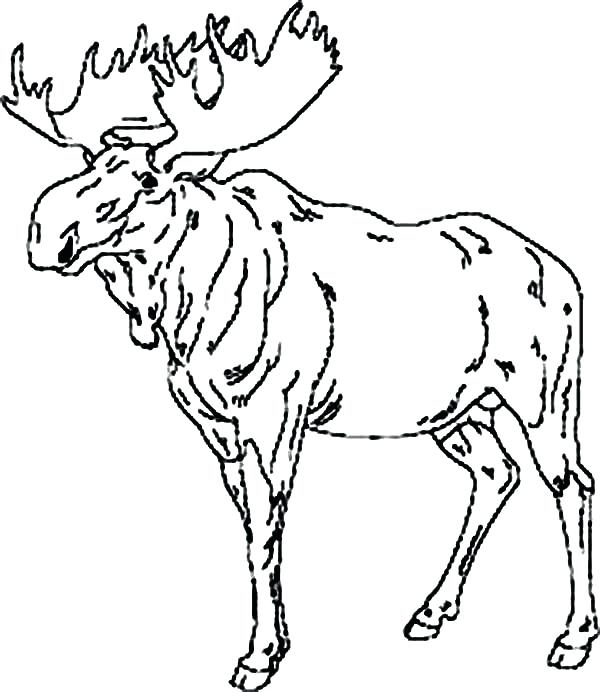 600x692 Moose Coloring Page Moose Moose Leader Coloring Page Moose Leader