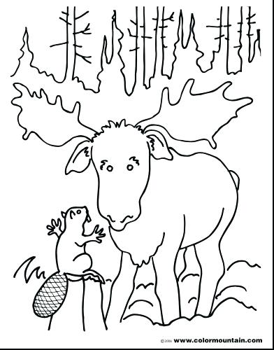 392x500 Moose Coloring Pages Moose Coloring Page Moose Coloring Pages