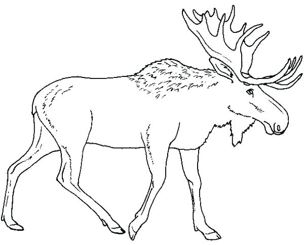 600x484 Cute Baby Moose Coloring Page Zahlkarte.site
