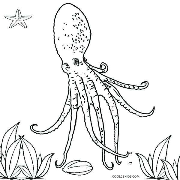 600x600 Octopus Coloring Pages Coloring Pages Octopus Baby Octopus