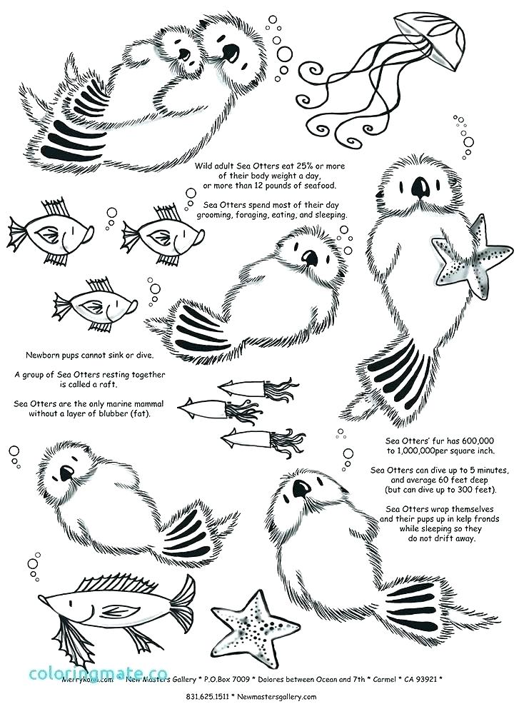 727x1000 Baby Otter Coloring Pages