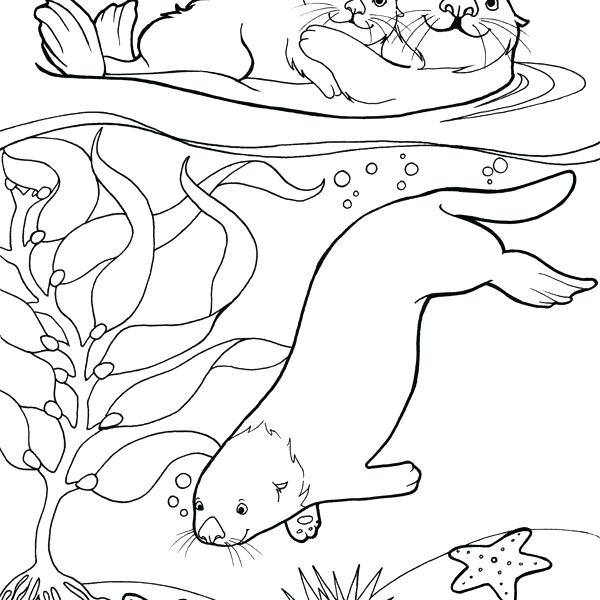 600x600 Sea Otter Coloring Pages Shippa.co