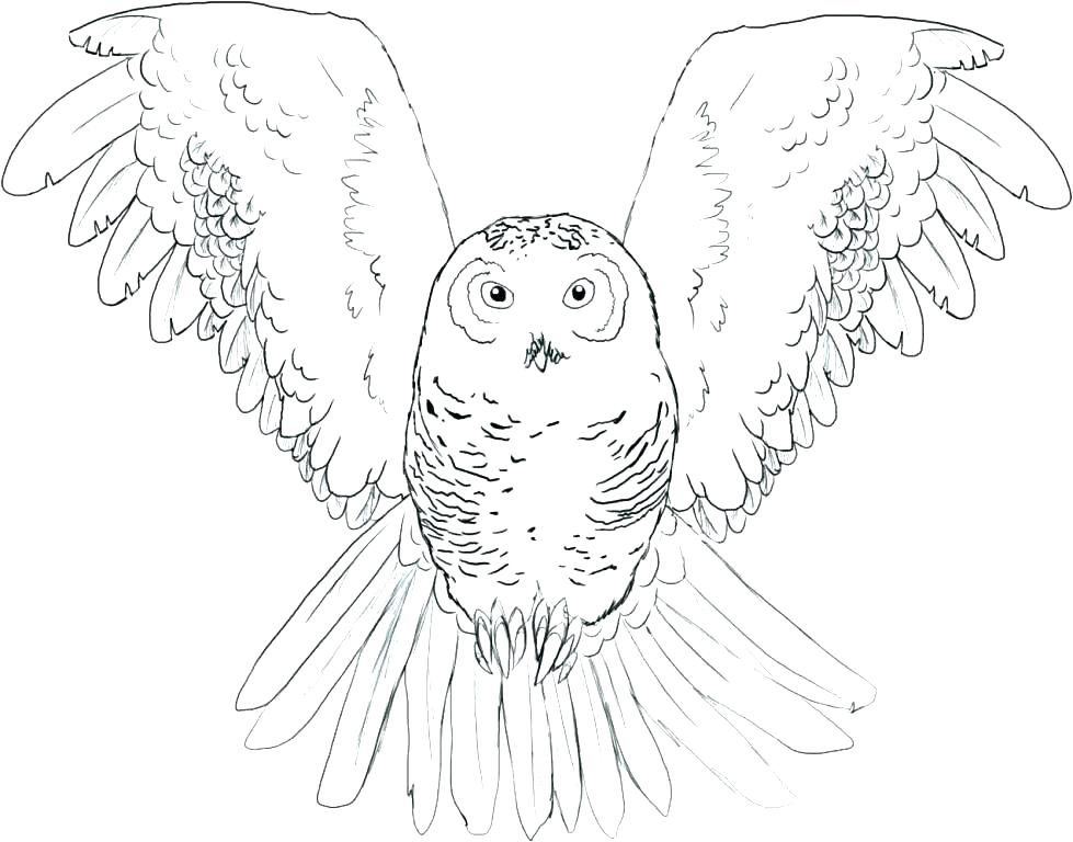 979x768 Snowy Owl Coloring Pages Snowy Owl Coloring Pages Page Burrowing