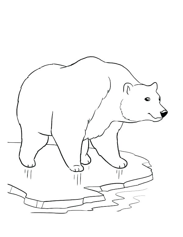 600x776 Coloring Page Of Bear Coloring Pages Bears Polar Bear Coloring