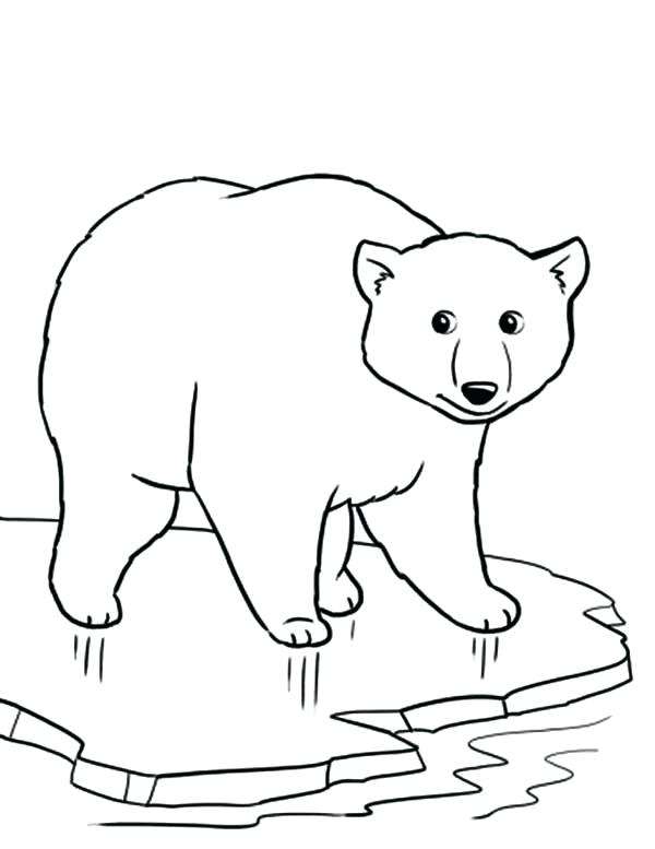 600x777 Little Polar Bear Coloring Pages On Coloring Last Updated Polar