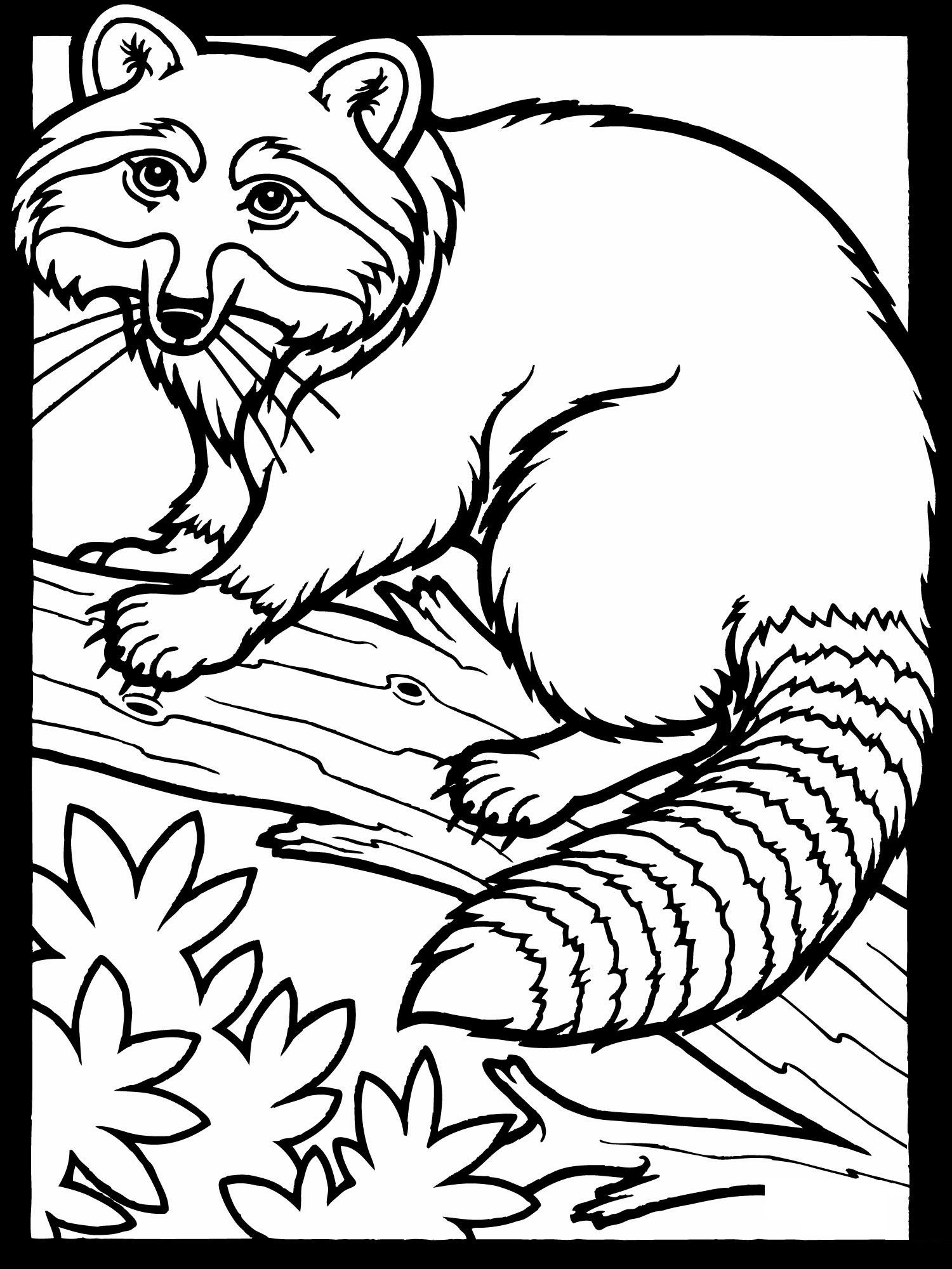 1500x2000 Free Printable Raccoon Coloring Pages For Kids Raccoons, Free