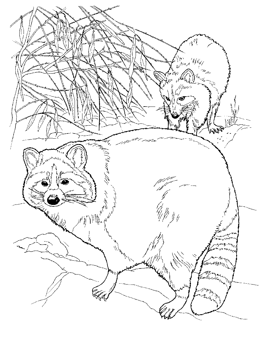884x1120 Free Printable Raccoon Coloring Pages For Kids