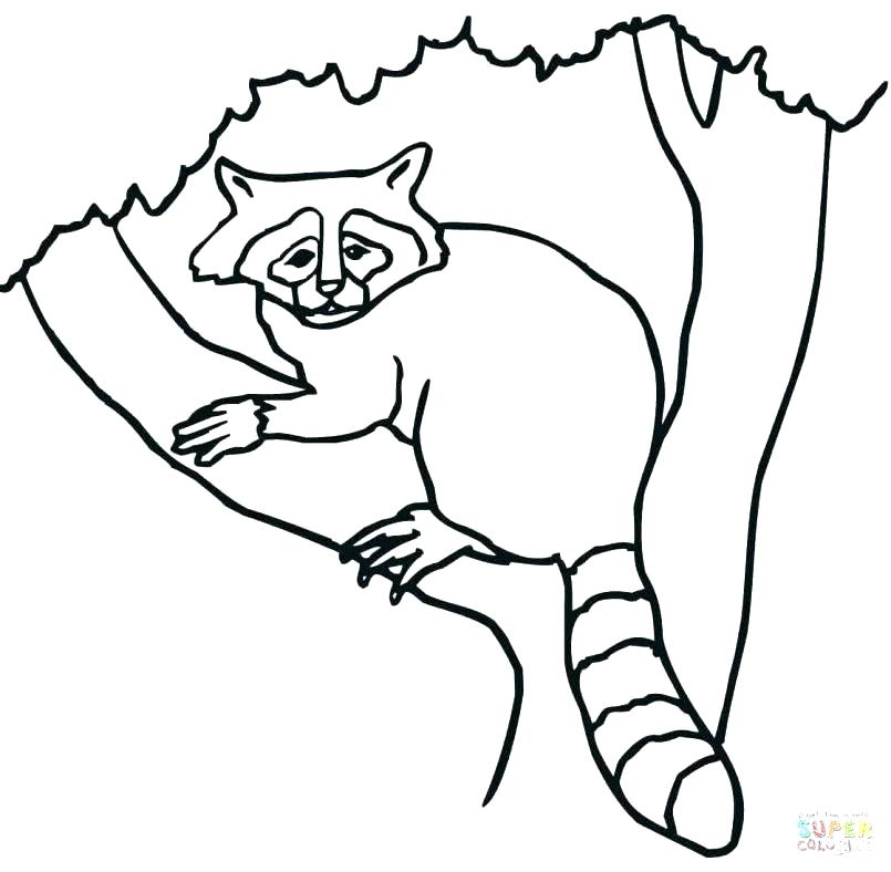 805x788 Raccoon Coloring Page Coloring Page Juggling Raccoon Coloring Page