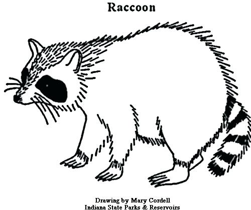500x420 Raccoon Coloring Page Raccoon Head Coloring Coloring Pages Baby