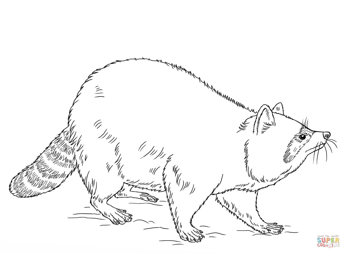1183x868 Beautiful Raccoon Coloring Pages Raccoons Free