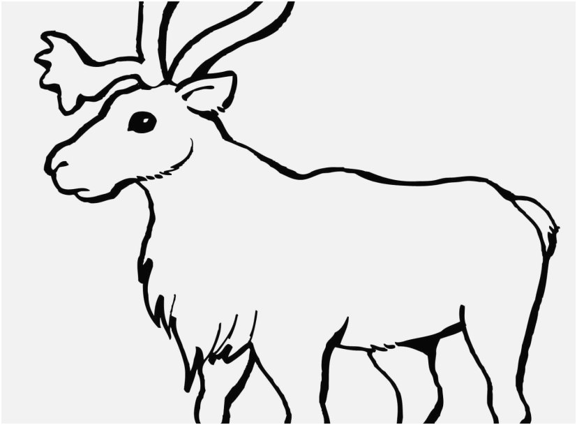 Baby Reindeer Coloring Pages