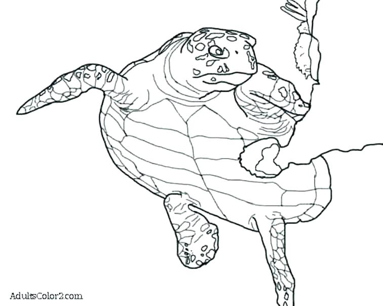 756x604 Printable Sea Turtle Coloring Page Coloring Me Cute Sea Turtle