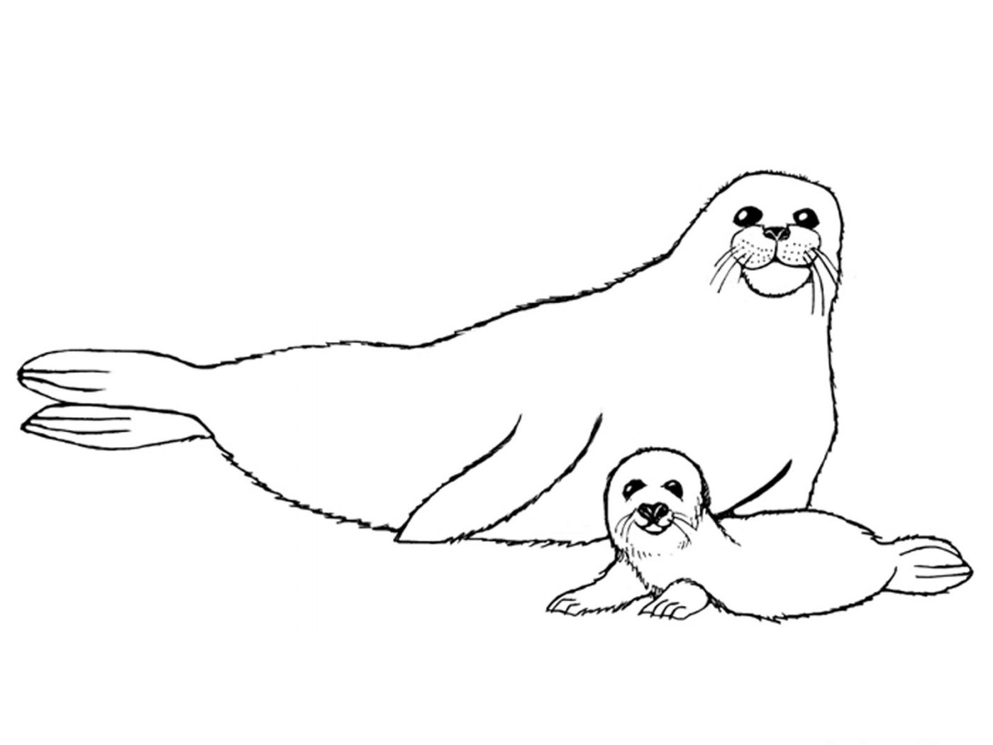 1400x1050 Coloring Pages For Kids Brown Fur Seal Seals Mammals Incredible