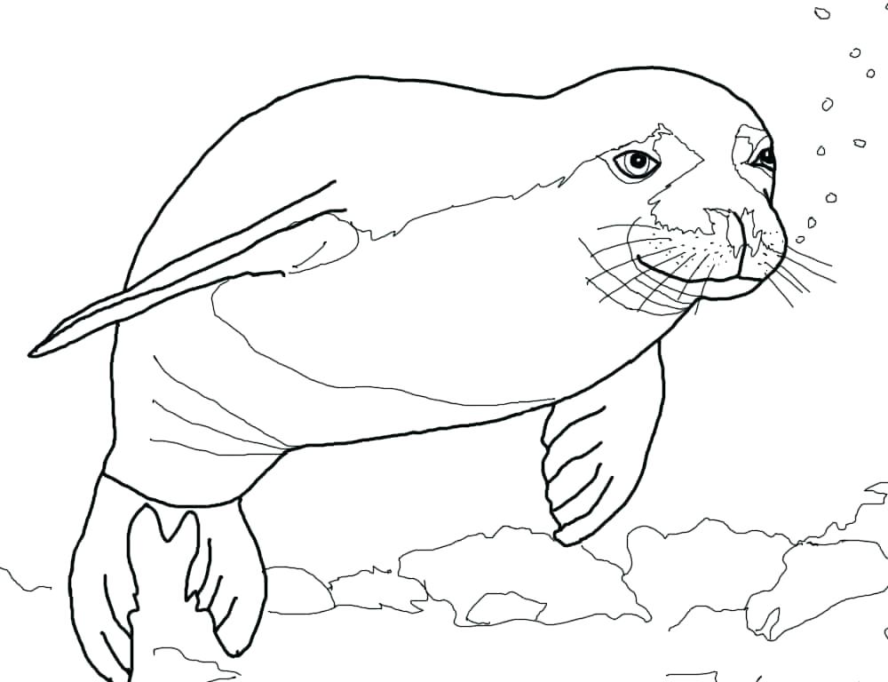 1000x768 Seal Coloring Page State Seal Coloring Page Pages Beautiful