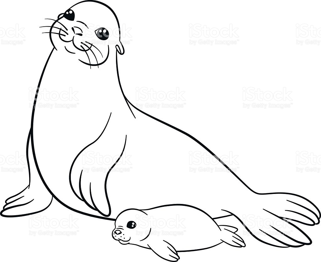 1024x835 Seal Coloring Pages Best Of How To Draw A Baby Seal Baby Seal Pup
