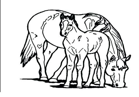 476x333 Baby Seal Coloring Pages