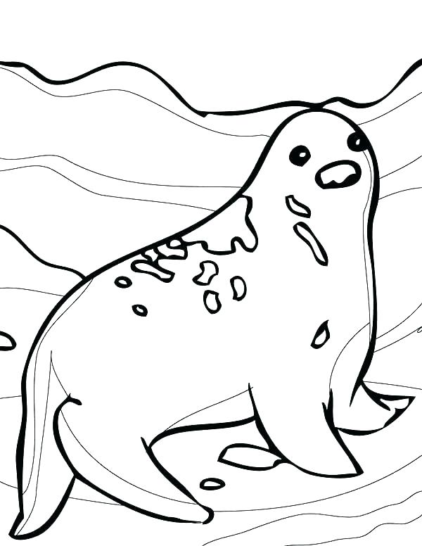 600x776 Baby Seal Coloring Pages Polar Animals Coloring Pages Arctic