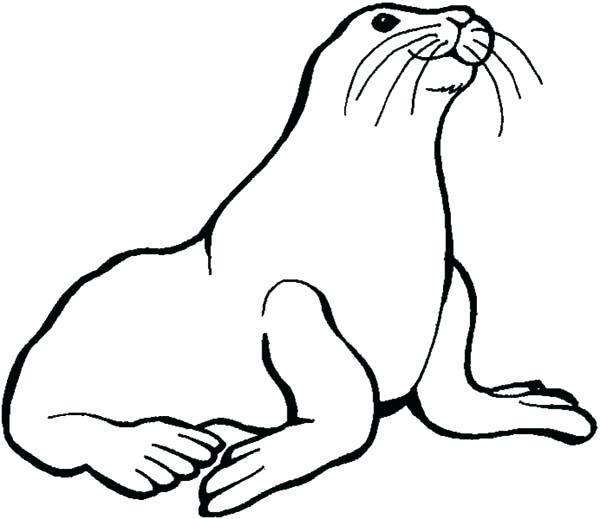 600x519 Baby Seal Coloring Pages Preschool Kids Love Animal Seal Coloring