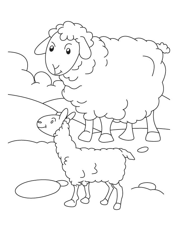 612x792 Baby Sheep Coloring Pages Sheep Coloring Baby Sheep Coloring Page
