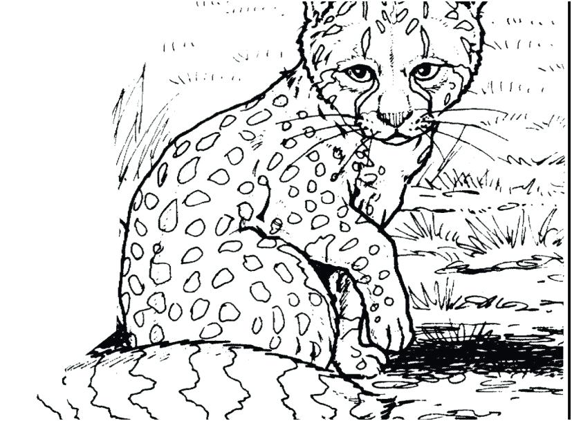 827x609 Baby Snow Leopard Drawing At Free For Personal Use Beautiful Snow