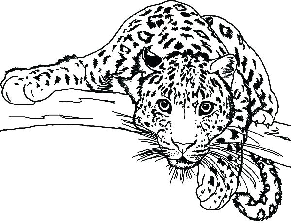 600x461 Amur Leopard Coloring Pages Snow Leopard Coloring Pages Drawn Snow