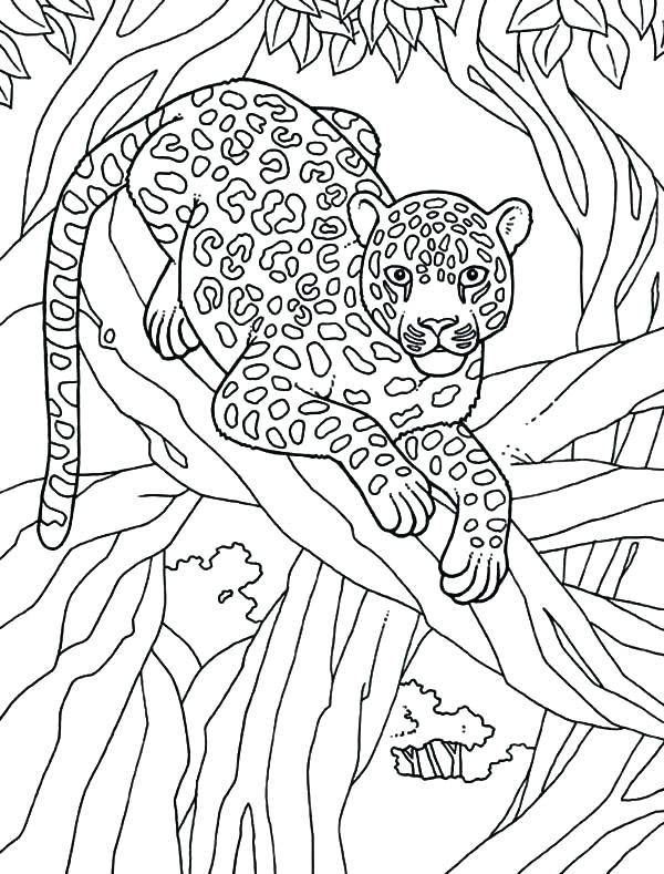 600x789 Snow Leopard Coloring Pages Snow Color Pages Snow Leopard Coloring