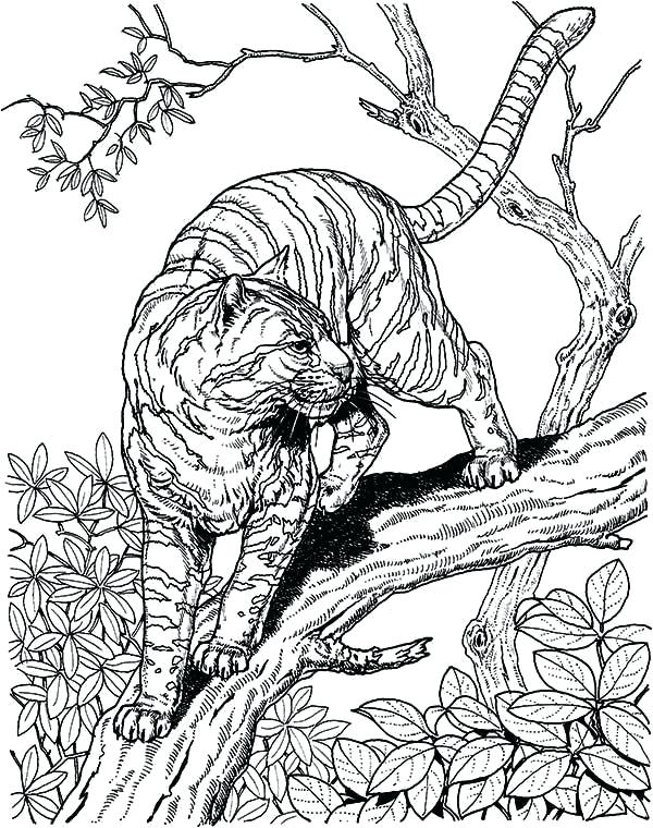 600x760 Snow Leopard Coloring Pages Snow Leopard Coloring Pages Luxury Big