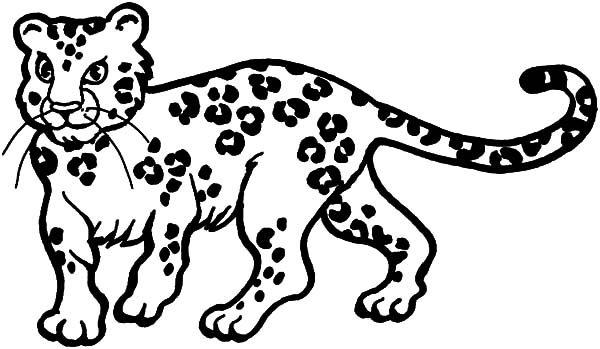 600x349 Snow Leopard Clipart Coloring Page