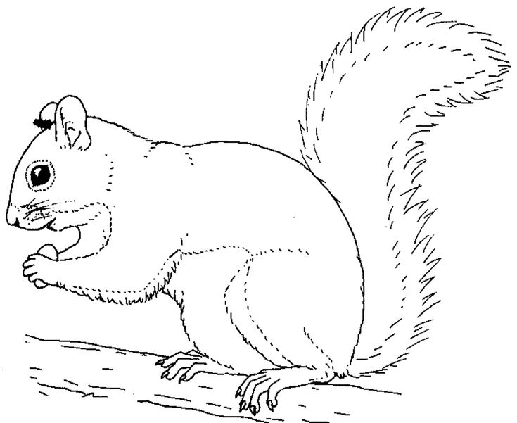 735x601 52 Best Squirrels To Color Images On Coloring Books