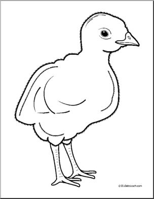 304x392 Clip Art Baby Animals Turkey Poult (Coloring Page) I Abcteach