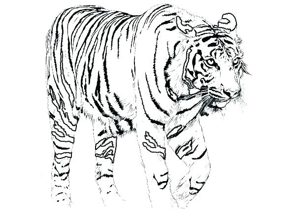 595x447 Pin White Tiger Traceable 7 Trend Baby Tiger Coloring Daniel Tiger