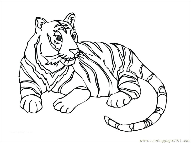 800x600 Top 5 Baby White Tiger Coloring Pages For Your Phone Lovebird