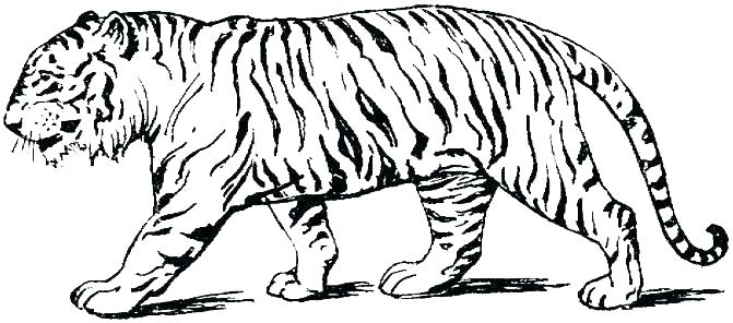 671x296 Baby Tiger Coloring Pages Printable Tiger Coloring Pages Tiger