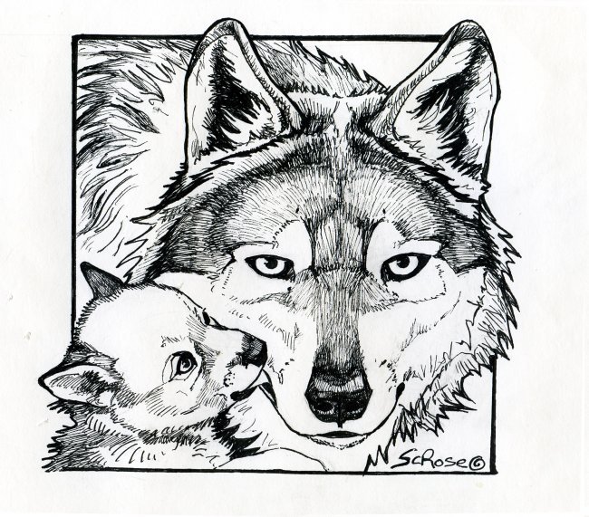 Baby Wolf Coloring Pages
