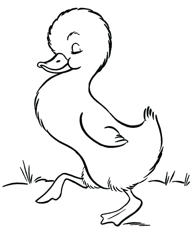 670x820 Coloring Pages Of Cute Animals Baby Zebra Coloring Pages Cute Baby