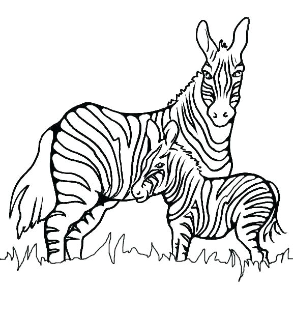 576x621 Baby Zebra Coloring Pages Coloring Pages Animals Hard Kids