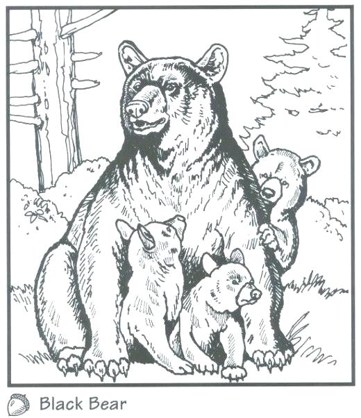 520x602 Brown Bear Face Coloring Pages Black Page Backyard Animals