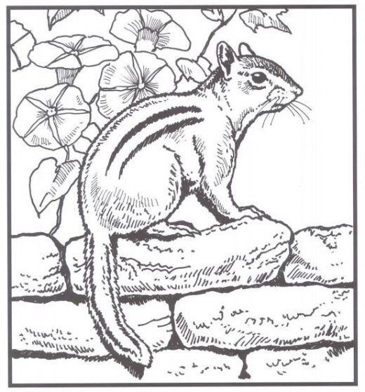 520x559 Backyard Animals And Nature Coloring Books Free Coloring Pages
