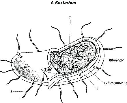 440x355 Bacteria Coloring Pages Cell Coloring Page Bacteria Coloring Pages