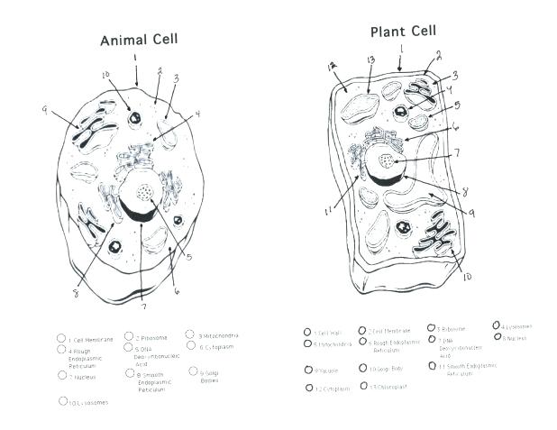 618x477 Bacteria Coloring Pages Cell Coloring Pages Images Plants