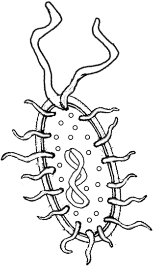 312x540 Bacteria (Prokaryote) Cell Coloring Cells