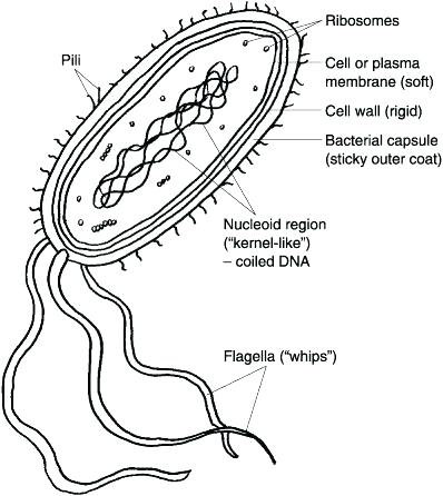 398x446 Bacteria Coloring Page Bacteria Coloring Pages Coloring Worksheet
