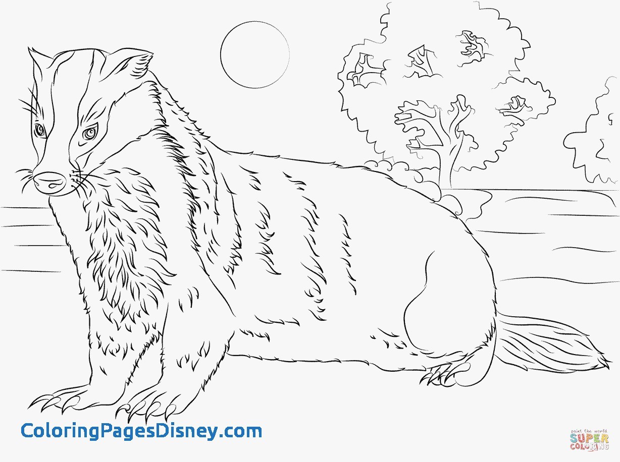 1228x916 Badger Coloring Pages Awesome Badger Coloring Page