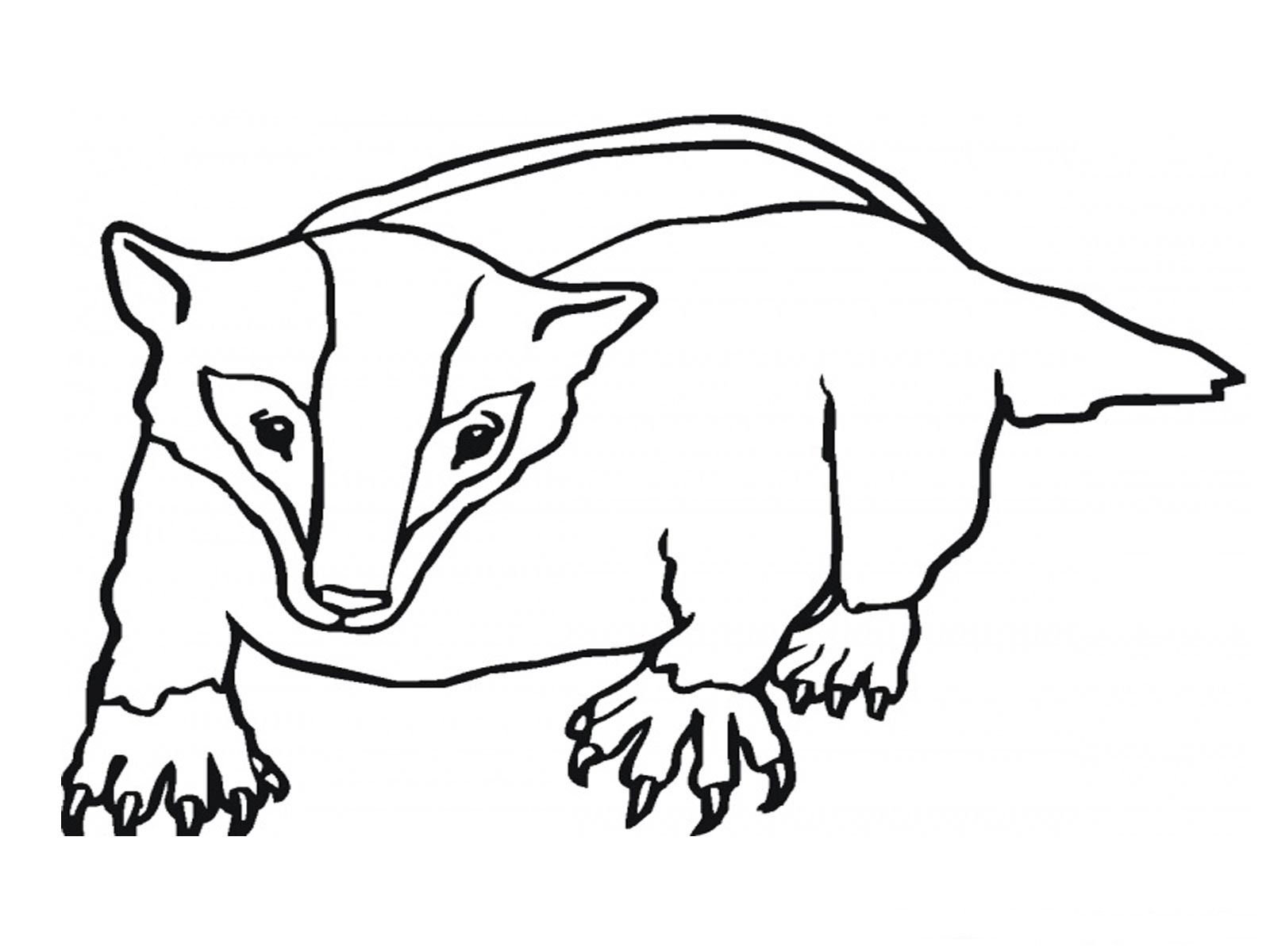 1600x1200 Quick Honey Badger Coloring Page Srp2013 Under School