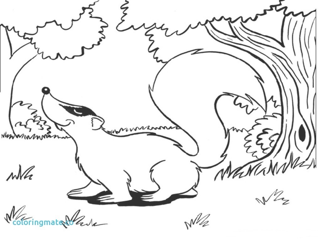1024x768 Badger Color
