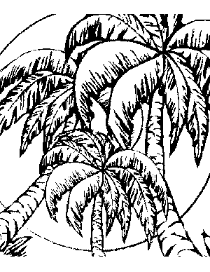 300x388 Bahamas Palm Tree Coloring Pag