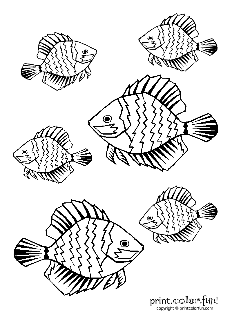 800x1100 Tropical Fish Coloring Page