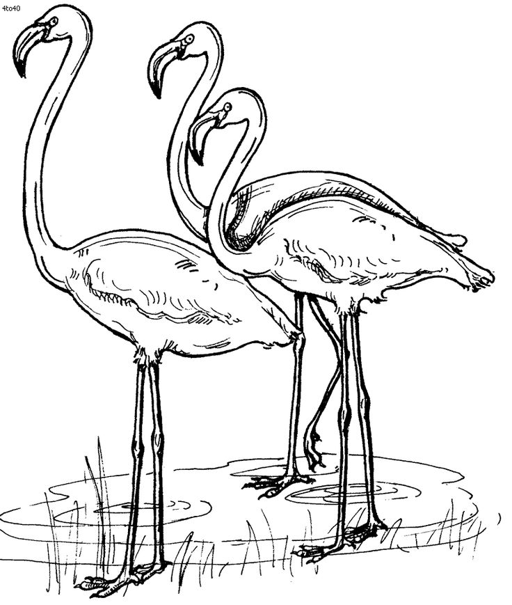 736x869 Bahamas Coloring Pages 12 Best Bah Social Studies Images